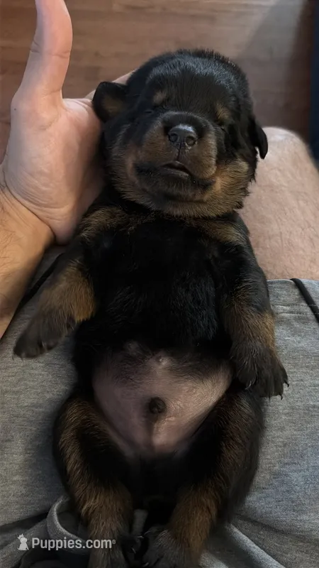 Gunther – Rottweiler puppy for sale in Clinton, MD
