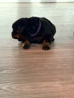 Bella, a female Rottweiler for sale in Clinton, MD – 4 of 4