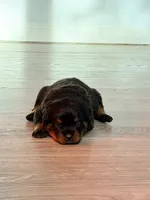 Bella, a female Rottweiler for sale in Clinton, MD – 3 of 4