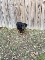 nana, a female Rottweiler for sale in Clinton, MD – 5 of 9