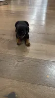 Churro, a female Rottweiler for sale in Clinton, MD – 2 of 9