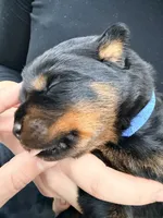 Gunther, a male Rottweiler for sale in Clinton, MD – 4 of 9