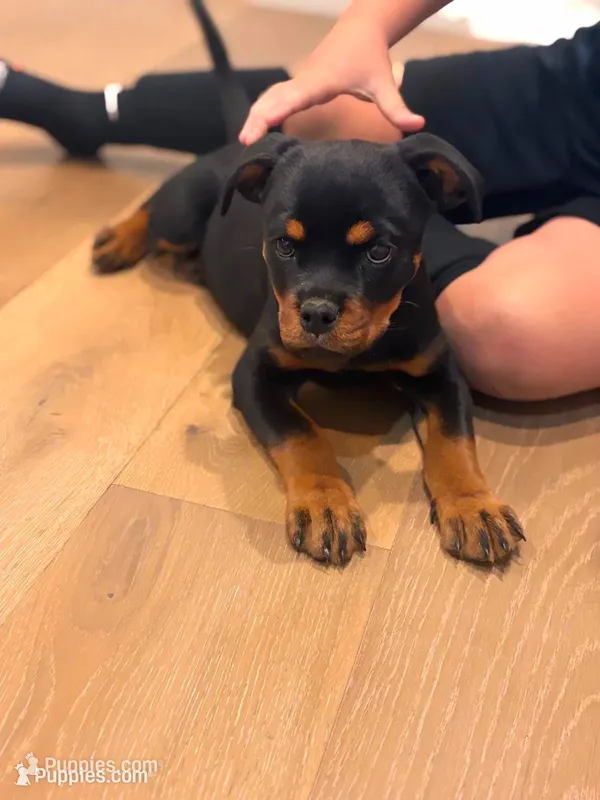 Churro – Rottweiler puppy for sale in West Nyack, NY