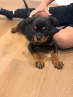 Churro, a female Rottweiler for sale in West Nyack, NY – 10 of 10