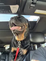 Churro, a female Rottweiler for sale in Clinton, MD – 5 of 9
