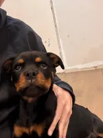 Churro, a female Rottweiler for sale in West Nyack, NY – 9 of 10