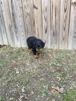 nana, a female Rottweiler for sale in Clinton, MD – 4 of 9