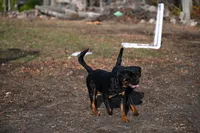 Churro, a female Rottweiler for sale in Clinton, MD – 9 of 9
