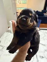 Rosita, a female Rottweiler for sale in Clinton, MD – 2 of 4