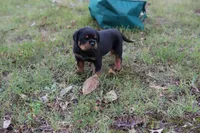 Rosa, a female Rottweiler for sale in Clinton, MD – 4 of 10