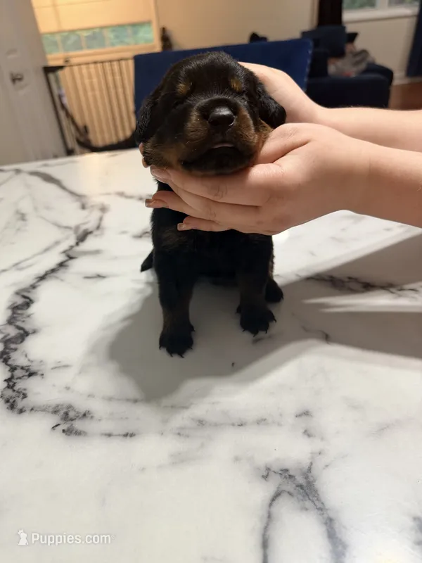 Rosita – Rottweiler puppy for sale in Clinton, MD