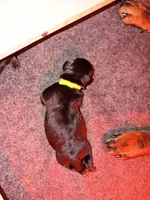 Rosita, a female Rottweiler for sale in Clinton, MD – 3 of 4