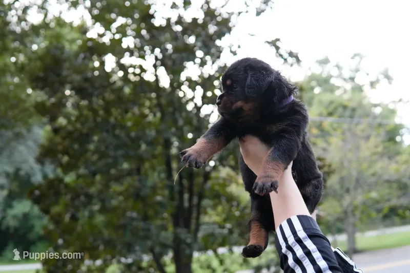 Rosa – Rottweiler puppy for sale in Clinton, MD