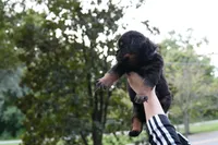 Rosa, a female Rottweiler for sale in Clinton, MD – 1 of 10