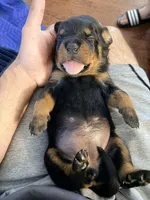 Gunther, a male Rottweiler for sale in Clinton, MD – 3 of 9