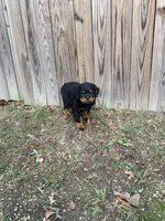 nana, a female Rottweiler for sale in Clinton, MD – 7 of 9