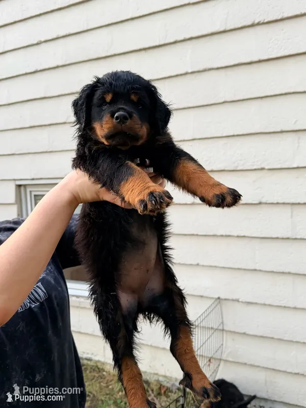 nana – Rottweiler puppy for sale in Clinton, MD