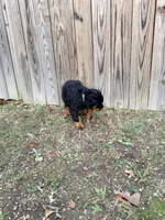 nana, a female Rottweiler for sale in Clinton, MD – 8 of 9