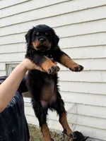 nana, a female Rottweiler for sale in Clinton, MD – 2 of 9