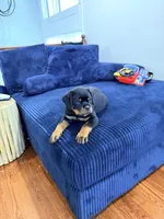 Yoshi, a male Rottweiler for sale in Clinton, MD – 3 of 9