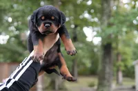 Rosa, a female Rottweiler for sale in Clinton, MD – 8 of 10