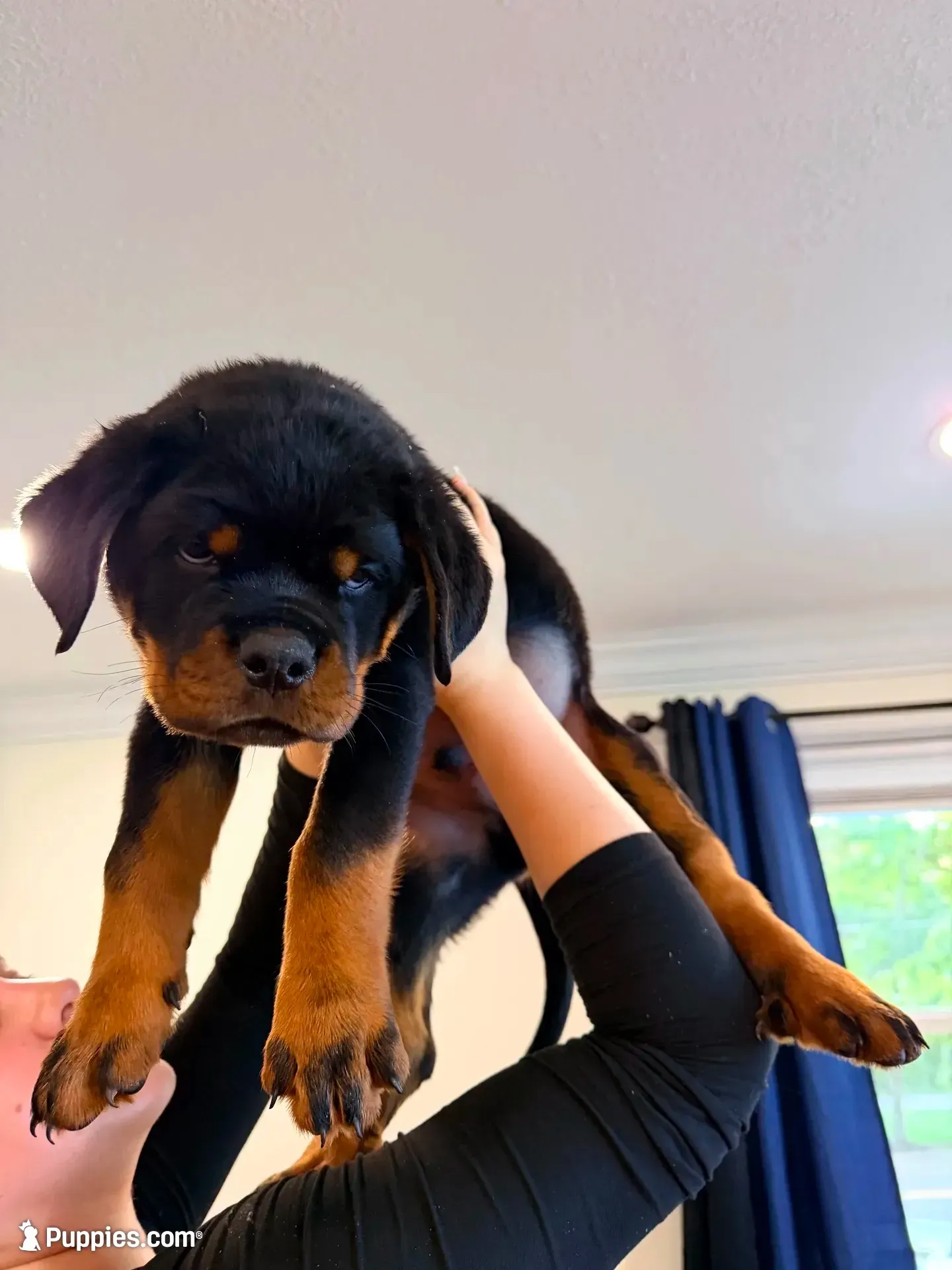 Yoshi, a male Rottweiler for sale in West Nyack, NY – 1 of 9