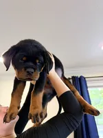 Yoshi, a male Rottweiler for sale in Clinton, MD – 7 of 9