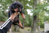 Rosa, a female Rottweiler for sale in Clinton, MD – 2 of 10