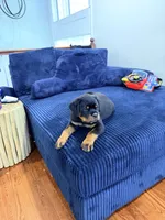 Yoshi, a male Rottweiler for sale in Clinton, MD – 5 of 9