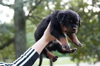 Rosa, a female Rottweiler for sale in Clinton, MD – 6 of 10