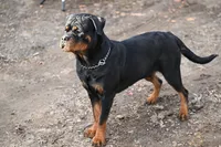 Churro, a female Rottweiler for sale in Clinton, MD – 6 of 9