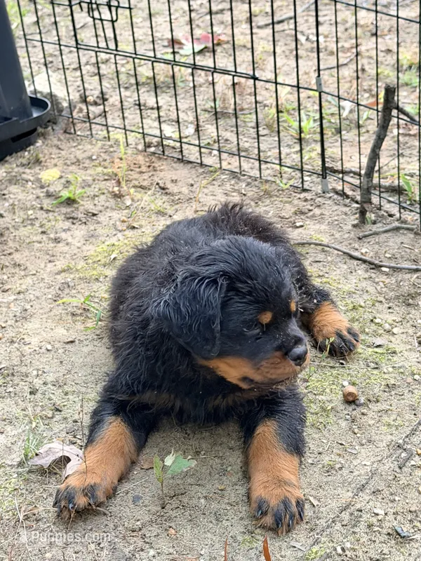 nana – Rottweiler puppy for sale in Clinton, MD