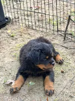 nana, a female Rottweiler for sale in Clinton, MD – 1 of 9