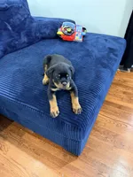 Yoshi, a male Rottweiler for sale in Clinton, MD – 9 of 9