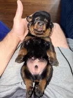 Gunther, a male Rottweiler for sale in Clinton, MD – 5 of 9