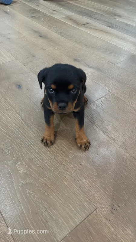 Churro – Rottweiler puppy for sale in Clinton, MD