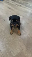 Churro, a female Rottweiler for sale in Clinton, MD – 1 of 9