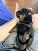 Gunther, a male Rottweiler for sale in Clinton, MD – 2 of 9