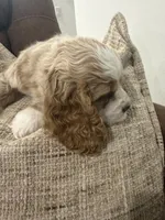 Kiara, a female Cocker Spaniel for sale in Buckeye, AZ – 6 of 8