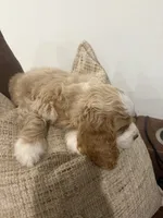 Kiara, a female Cocker Spaniel for sale in Buckeye, AZ – 7 of 8
