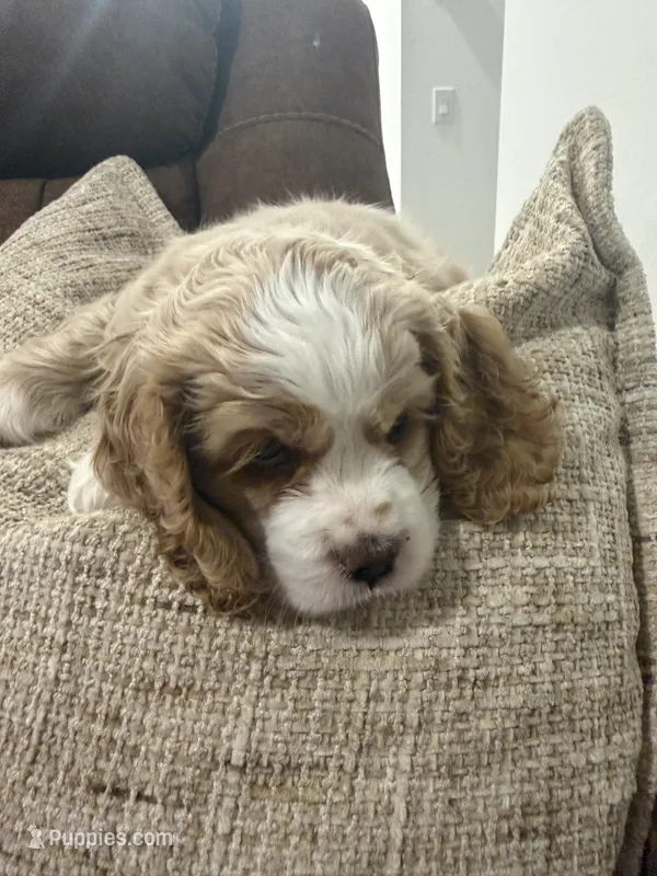 Kiara – Cocker Spaniel puppy for sale in Buckeye, AZ