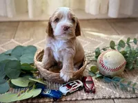 Ruby, a female Cocker Spaniel for sale in Buckeye, AZ – 2 of 3