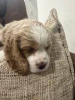 Kiara, a female Cocker Spaniel for sale in Buckeye, AZ – 2 of 8