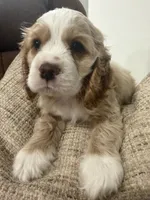 Kiara, a female Cocker Spaniel for sale in Buckeye, AZ – 3 of 8