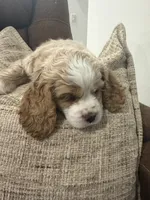 Kiara, a female Cocker Spaniel for sale in Buckeye, AZ – 8 of 8