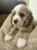 Kiara, a female Cocker Spaniel for sale in Buckeye, AZ – 4 of 8