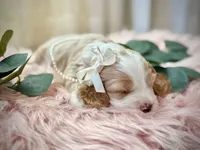Ruby, a female Cocker Spaniel for sale in Buckeye, AZ – 1 of 3