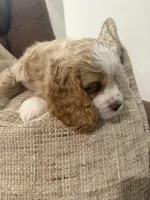 Kiara, a female Cocker Spaniel for sale in Buckeye, AZ – 5 of 8