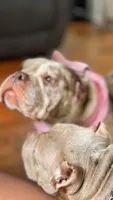 Lady Lumi, a female American Bully for sale in New York, NY – 7 of 10