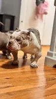 Lady Lumi, a female American Bully for sale in New York, NY – 6 of 10